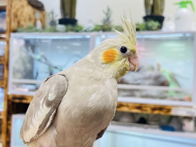 オカメインコ