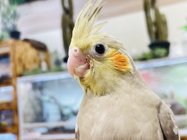 オカメインコ