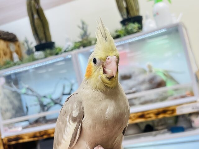 オカメインコ