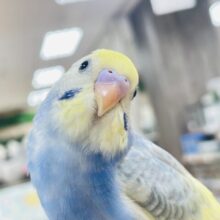 ベタ慣れピーちゃん参上∠(   ¨̮)／セキセイインコ（パステルレインボーパイド）