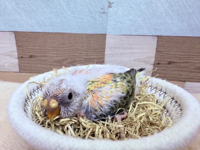 アキクサインコ（秋草インコ）