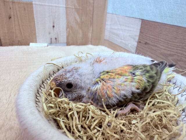 アキクサインコ（秋草インコ）