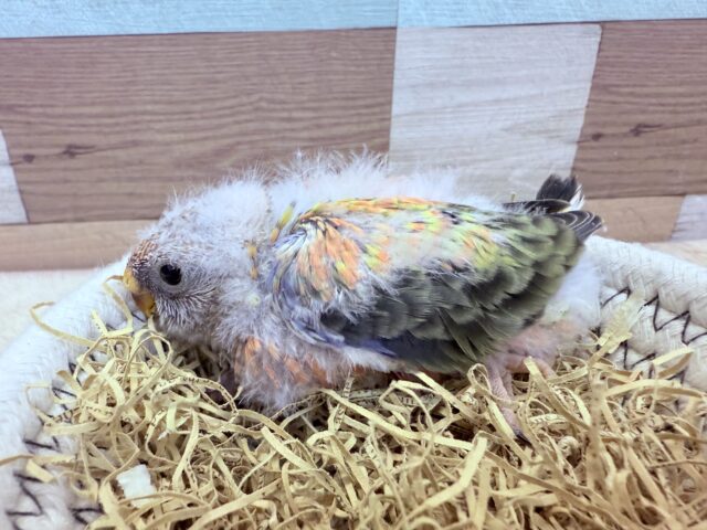 アキクサインコ（秋草インコ）