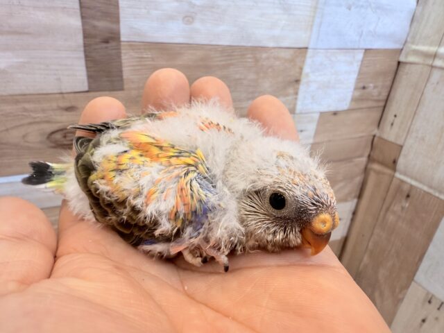 アキクサインコ（秋草インコ）