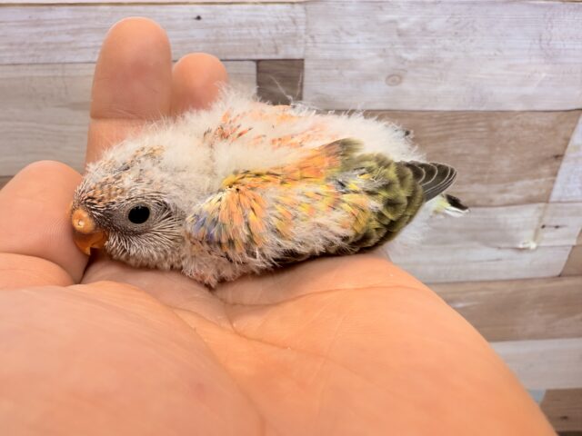 アキクサインコ（秋草インコ）