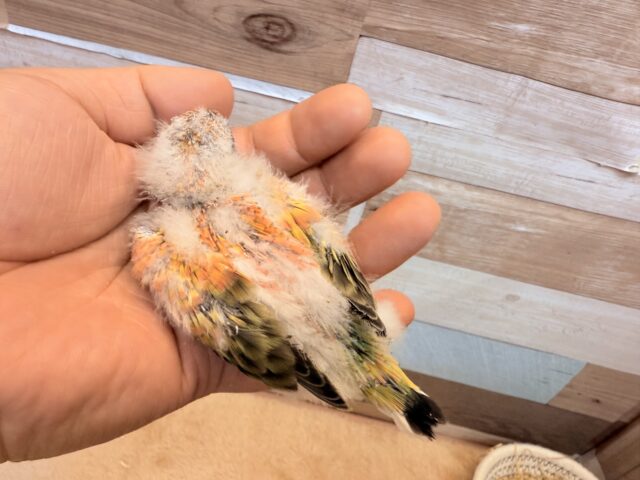 アキクサインコ（秋草インコ）