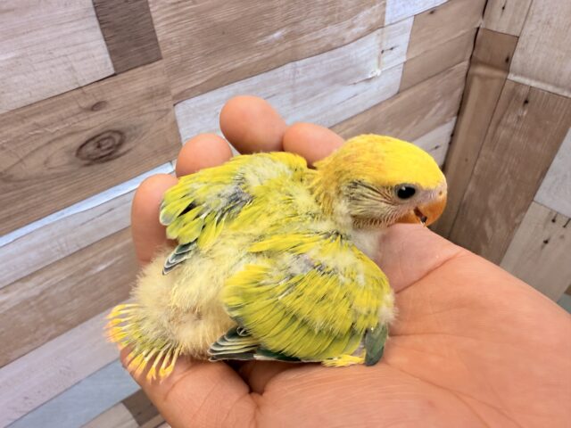 コザクラインコ（小桜インコ）