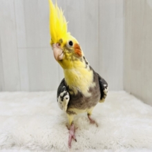 まだら顔〜♡むっちりオカメインコのパイド✴︎