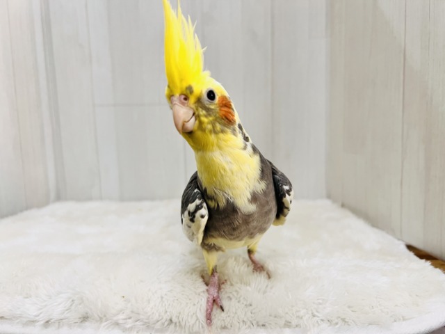 まだら顔〜♡むっちりオカメインコのパイド✴︎