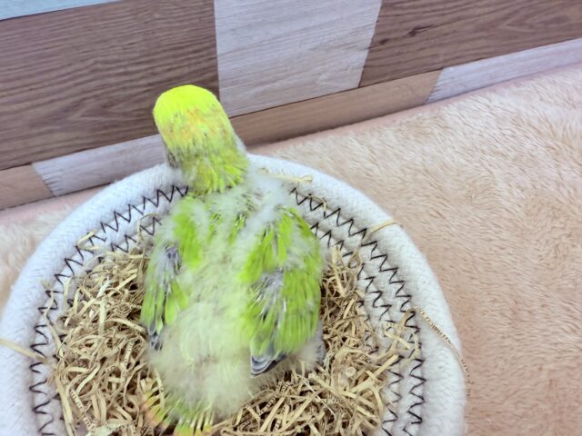 コザクラインコ（小桜インコ）