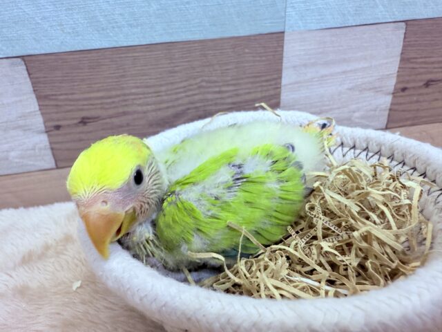 コザクラインコ（小桜インコ）