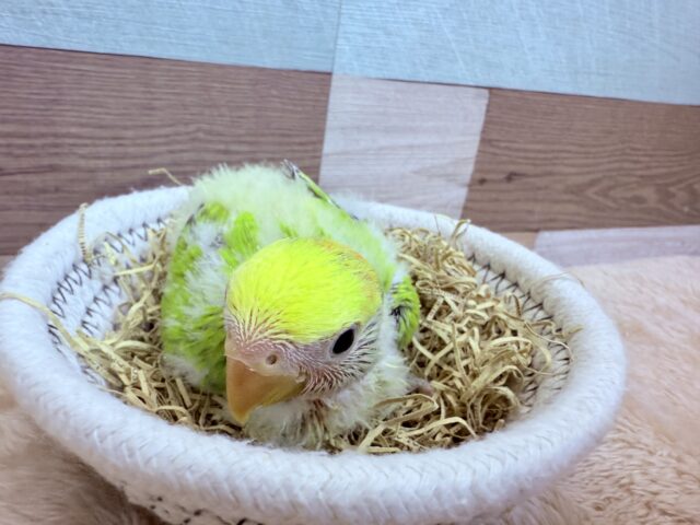 コザクラインコ（小桜インコ）