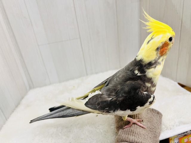 まだら顔〜♡むっちりオカメインコのパイド✴︎ オカメインコ