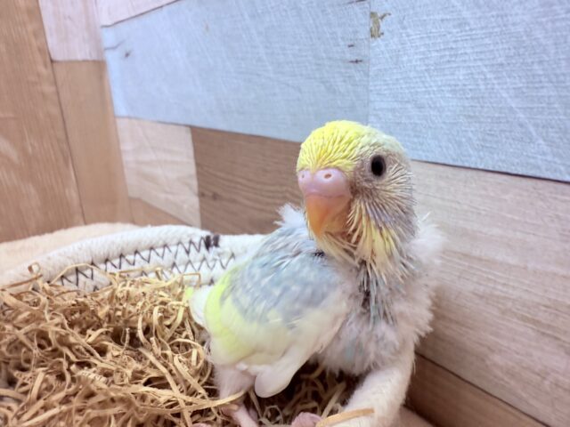 大人気カラー‼️優しい性格に育ってくれるかな？？セキセイインコのパステルレインボーパイド❣️