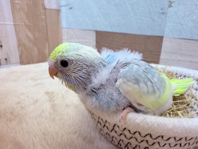 セキセイインコ