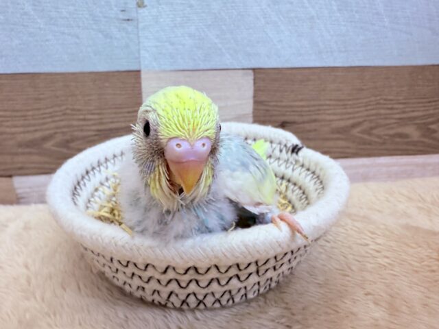 セキセイインコ