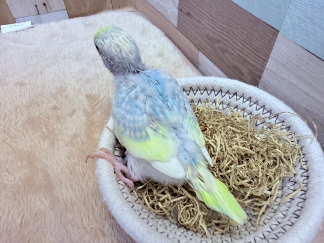 セキセイインコ