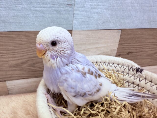 淡いお色が可愛すぎてキュンキュンスーーー🫰🩷🫰セキセイインコのシナモンパイド❣️