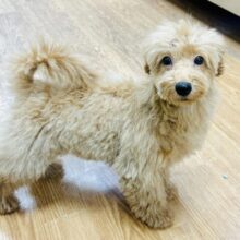 くっついて離れない🌟ミックス犬の女の子