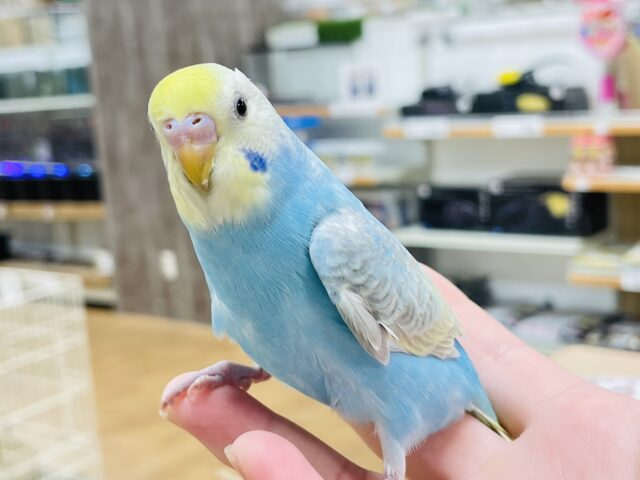 セキセイインコ