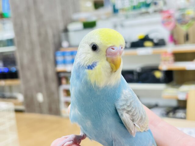 セキセイインコ