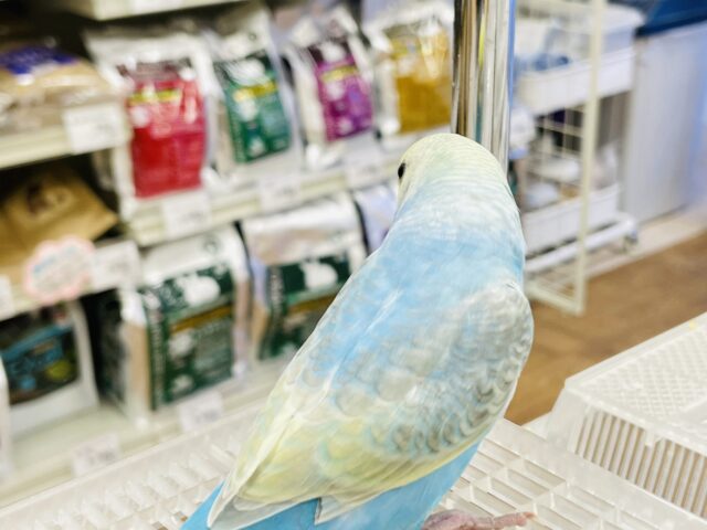 セキセイインコ