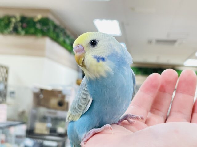 セキセイインコ