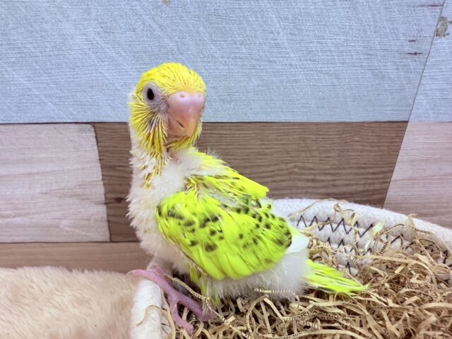 セキセイインコ