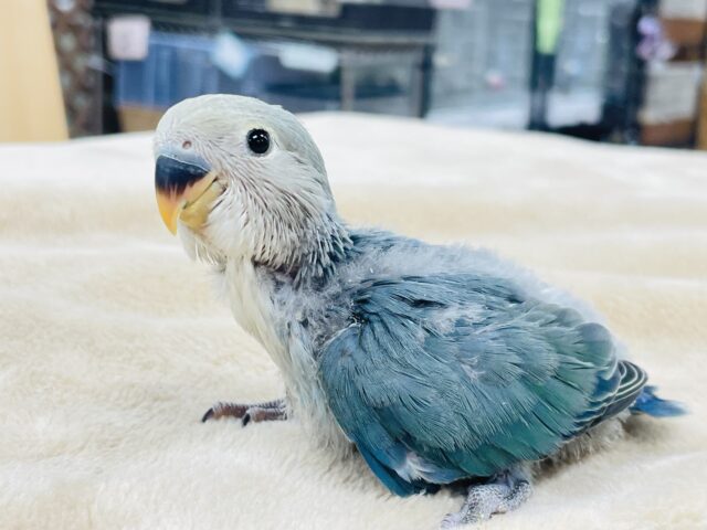 コザクラインコ（小桜インコ）