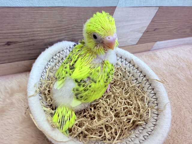 セキセイインコ