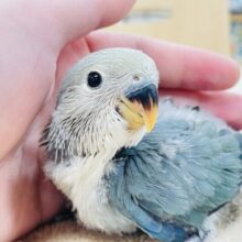 【最新画像更新🪄】人懐っこい！コザクラインコ(ブルーチェリー)ヒナ