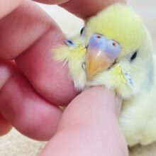 【最新画像更新🪄︎︎】優しい瞳💛セキセイインコ(パステル系)ヒナ