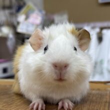 最新画像有ります❗️クルクルなつむじが可愛いすぎるんよ〜😍アビシニアンモルモットの白✖️オレンジ❣️