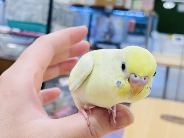 セキセイインコ