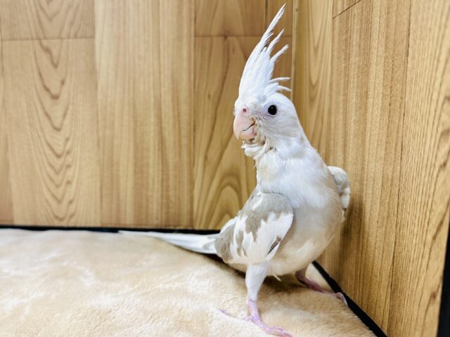 オカメインコ