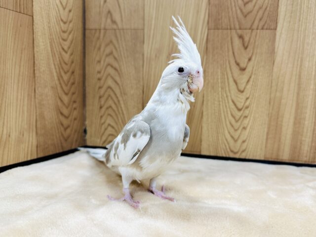 オカメインコ