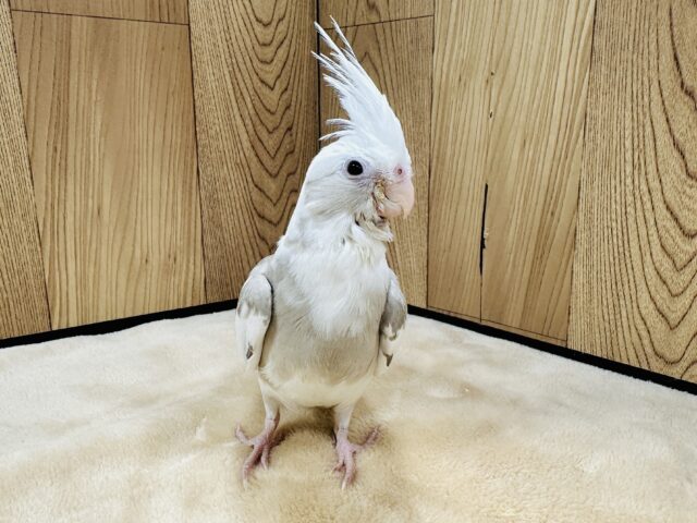 オカメインコ