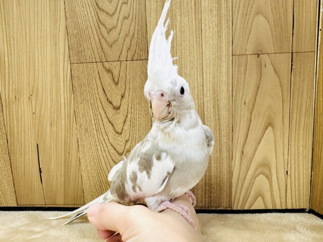 オカメインコ