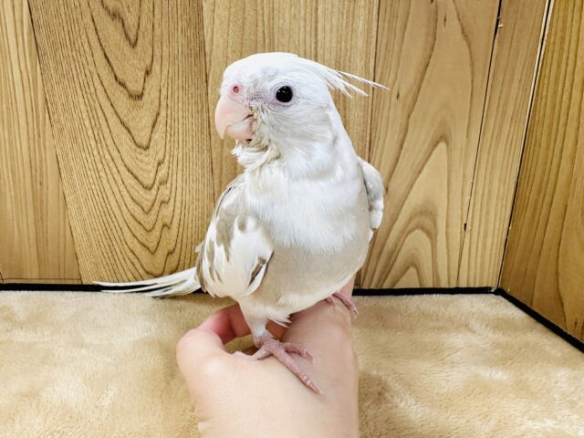 オカメインコ
