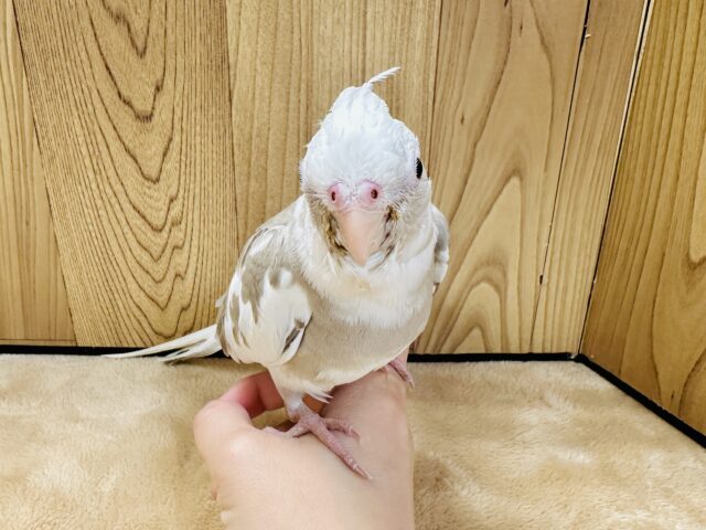 オカメインコ