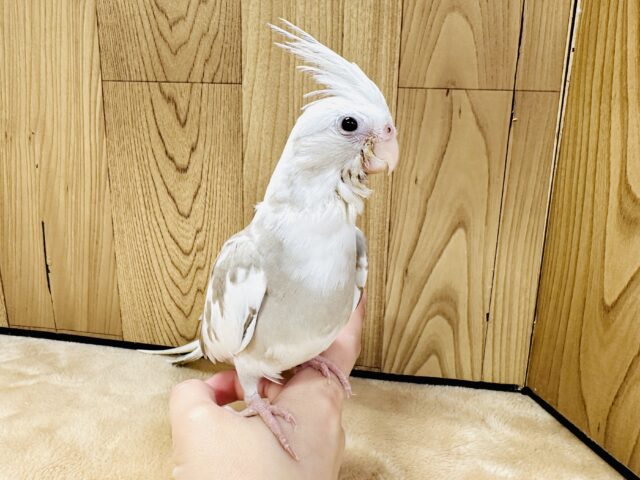 オカメインコ