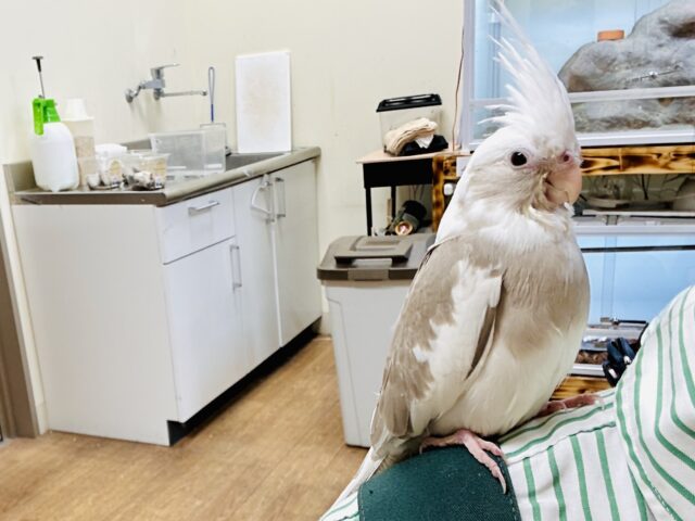 オカメインコ