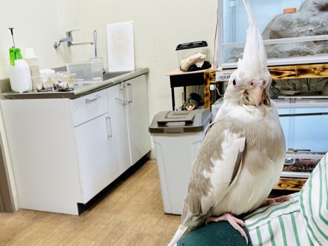 オカメインコ