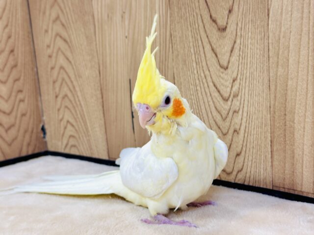 オカメインコ
