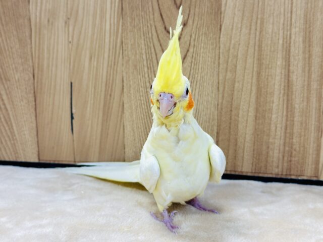 オカメインコ