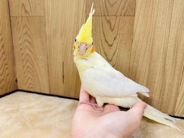 オカメインコ
