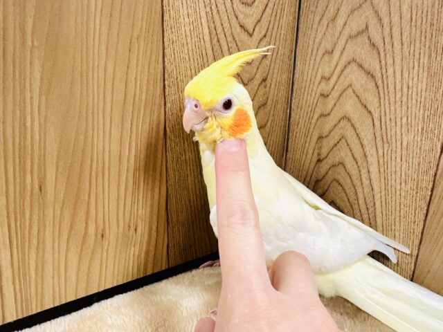 オカメインコ