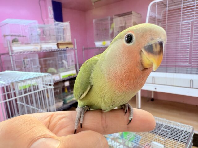 コザクラインコ（小桜インコ）