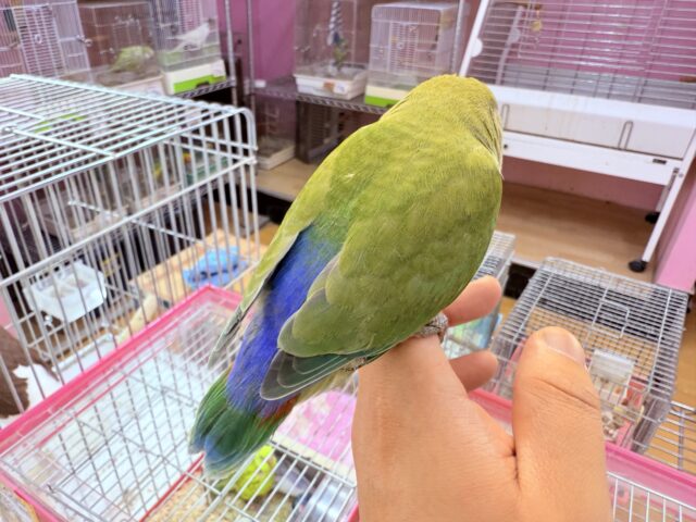 コザクラインコ（小桜インコ）