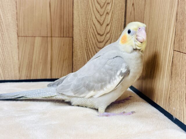 オカメインコ